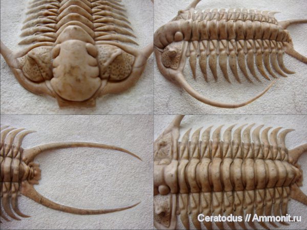 трилобиты, ордовик, палеозой, Paraceraurus, Paraceraurus macrophthalmus, Cheiruridae, Ordovician