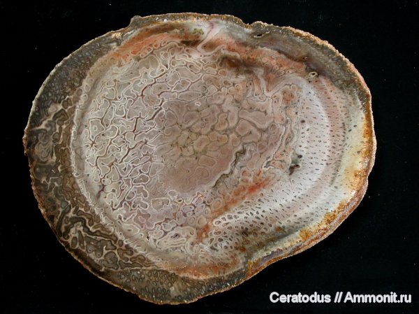 Бразилия, окаменевшая древесина, Tietea singularis, древовидные папоротники