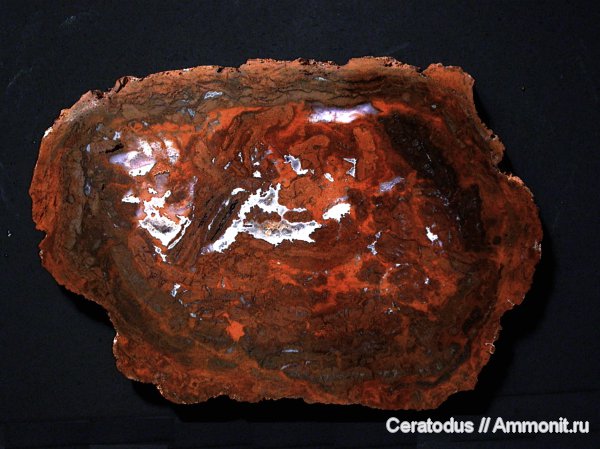 пермь, палеозой, голосеменные, Messembrioxylon schmidianum, Permian