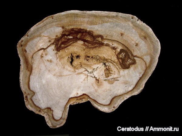 Бирма, Dipterocarpoxylon tertiarum, Euphorbiaceae