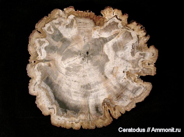 миоцен, кайнозой, Индонезия, плиоцен, hardwood