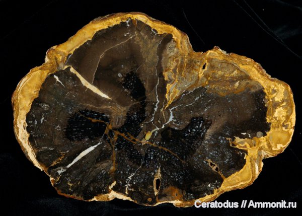 Sweet Home deposit, Орегон, кедр, агатизация