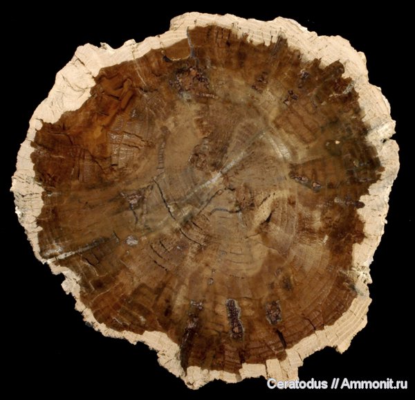 США, hardwood, Орегон, агатизация, McDermitt deposit
