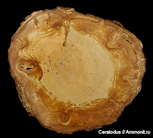 hardwood, Sweet Home deposit, Орегон