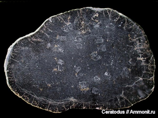 папоротники, Tempskya, Aspen Shale Formation, Вайоминг