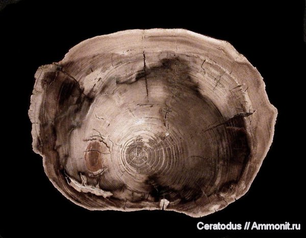 hardwood, Орегон, McDermitt deposit