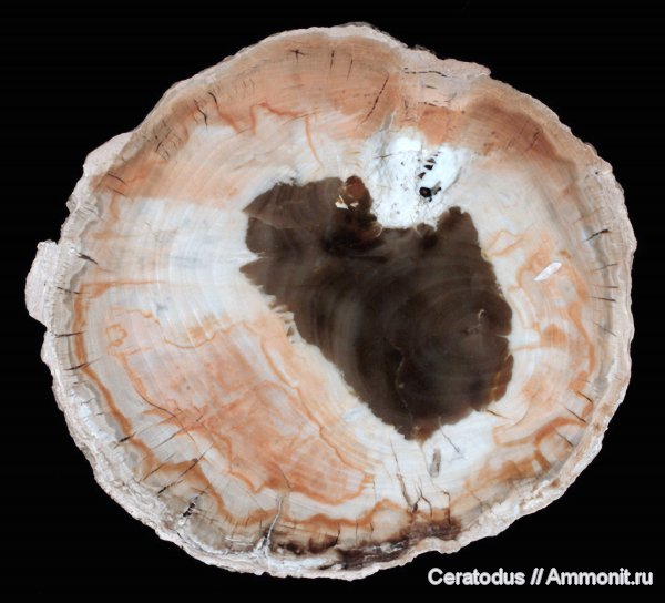 Аргентина, Патагония, Araucarioxylon, Cerro Cuadrado