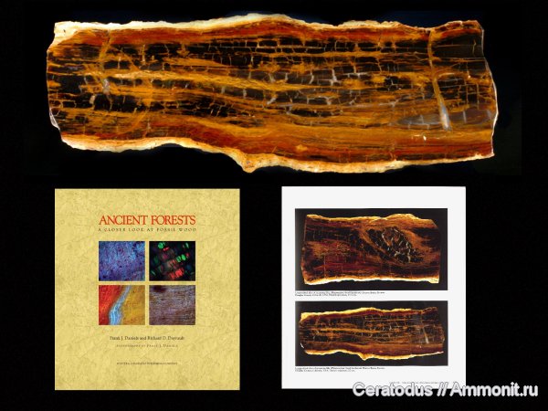 Колорадо, hardwood, Platanoxylon, Douglas County