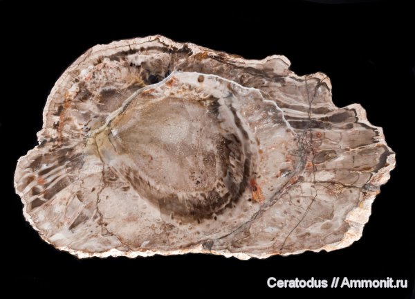 Южная Дакота, Cycadophyta