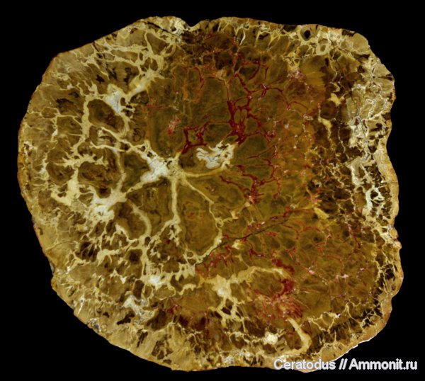 Австралия, Pentoxylon, Queensland