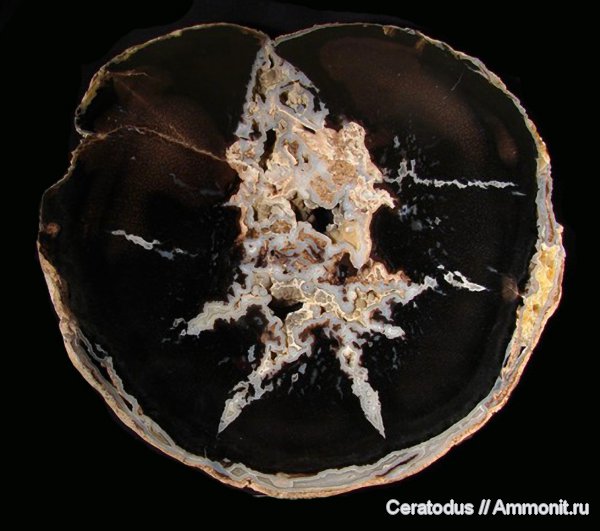 Blue Forest, Вайоминг, Eden Valley, Palmoxylon