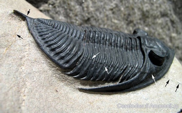 девон, Марокко, Devonian, Odontochile