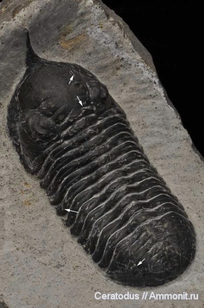 девон, Марокко, Devonian, Morocconites