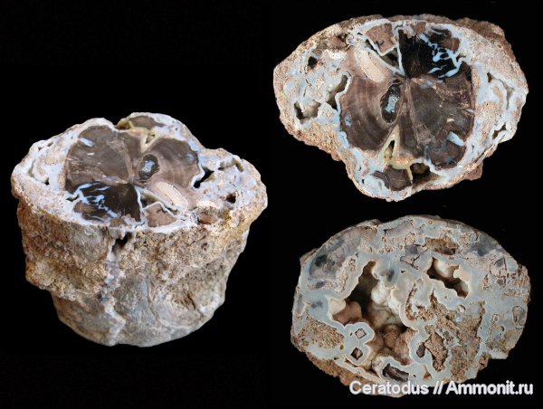 эоцен, Green River Formation, Blue Forest, Вайоминг, Eden Valley, клен