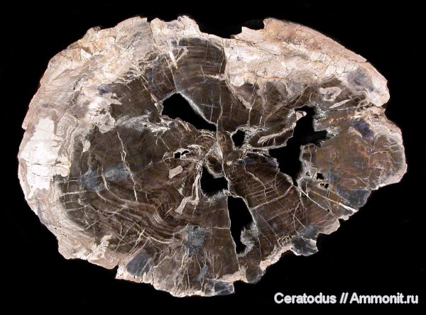 Хемниц, Chemnitz, Dadoxylon