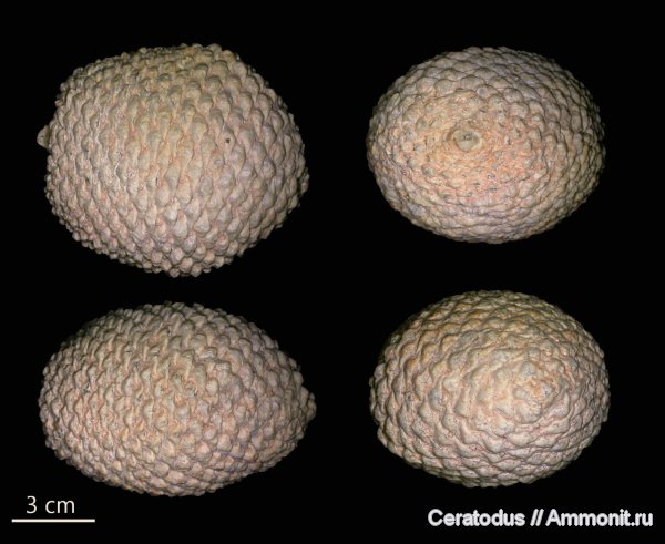 Аргентина, Патагония, шишки, Araucaria, Araucaria mirabilis