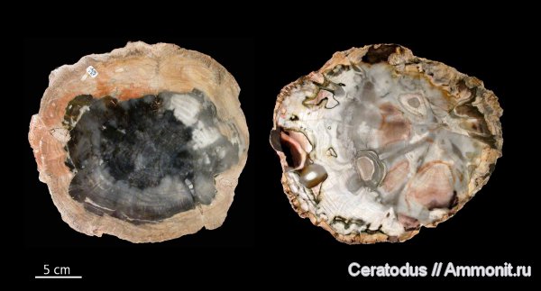 Аргентина, Патагония, Araucarioxylon, Cerro Cuadrado