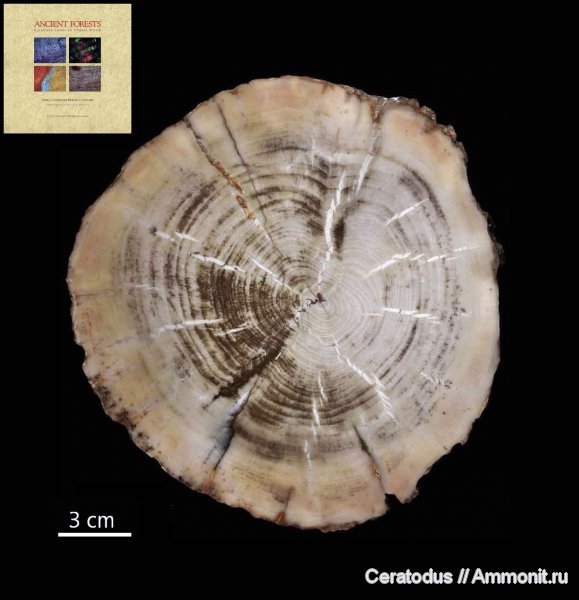 Аргентина, Патагония, Araucarioxylon, Cerro Cuadrado