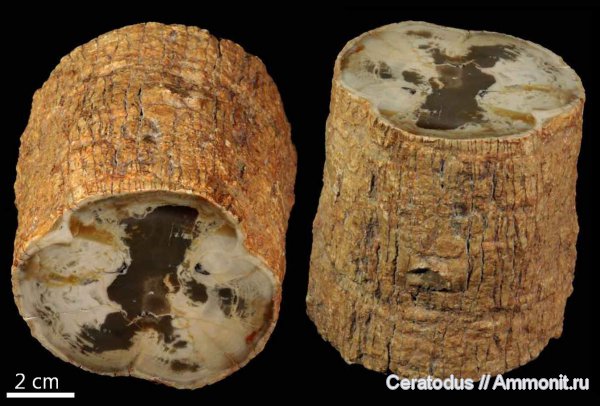 Аргентина, Патагония, Araucarioxylon, Cerro Cuadrado