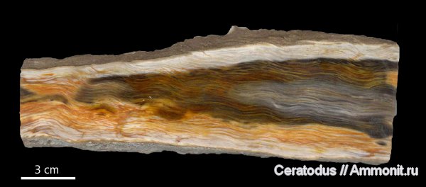 Palmoxylon, Техас