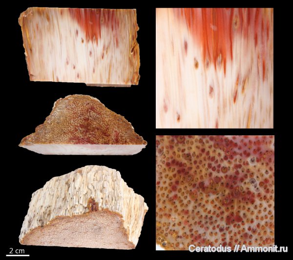 Palmoxylon, Техас