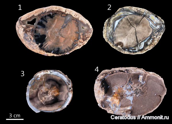Blue Forest, Вайоминг, Eden Valley, Palmoxylon, pepperwood