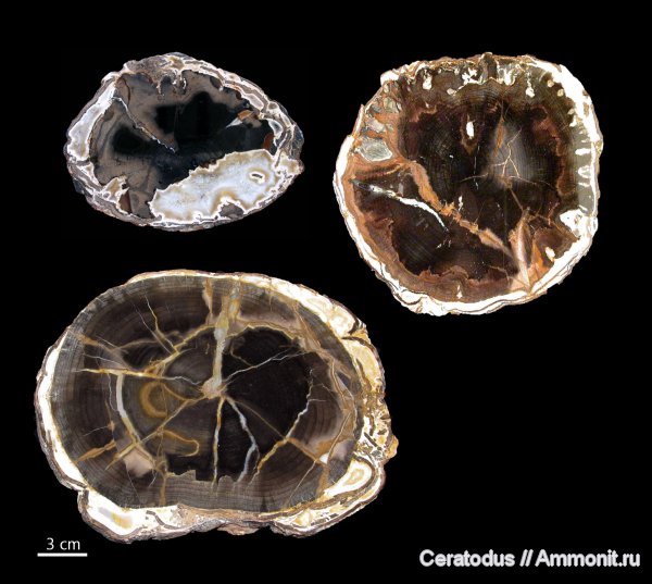hardwood, Орегон, Sweet Home