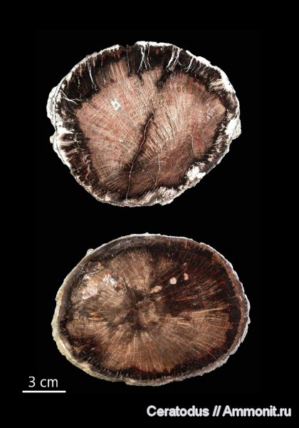 Орегон, дубы, Swartz Canyon