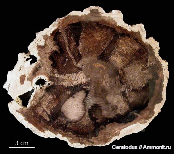 Орегон, McDermitt deposit, Honey locusts, Gleditsia