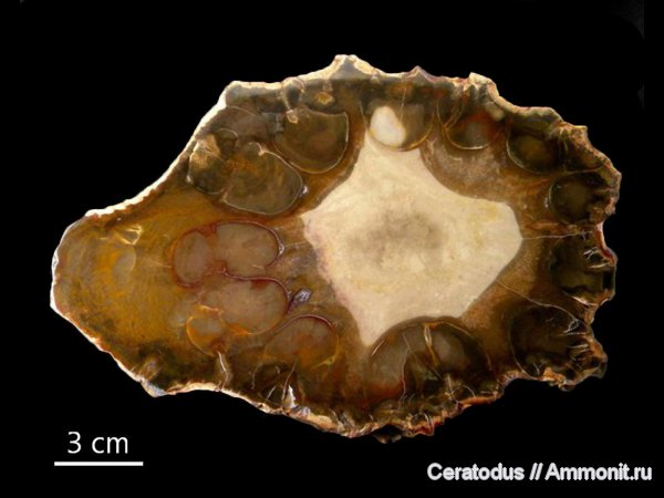 Африка, Gokwe, Зимбабве, Rhexoxylon, Rhexoxylon africanum