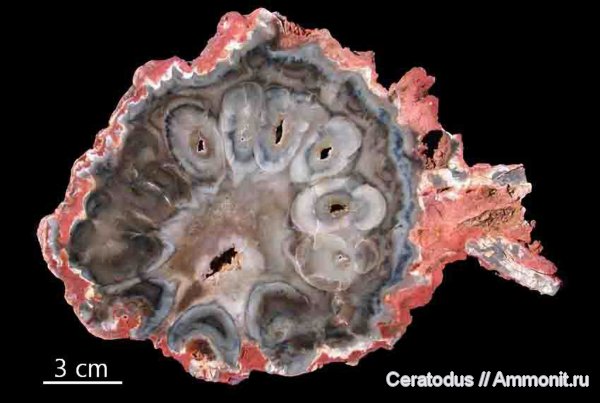 Африка, Gokwe, Зимбабве, Rhexoxylon, Rhexoxylon africanum