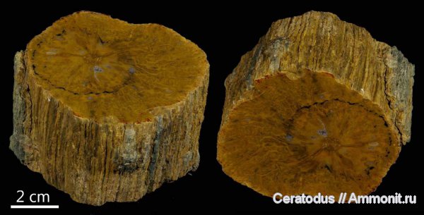 Аризона, Dadoxylon