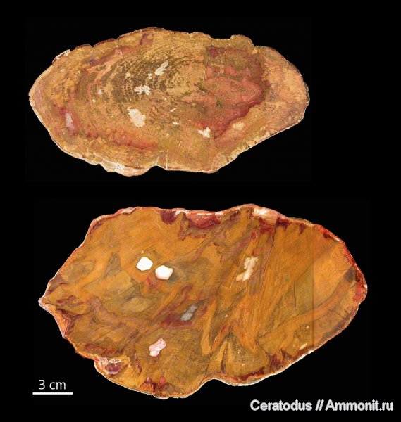 Австралия, кониферофиты, Квинсленд