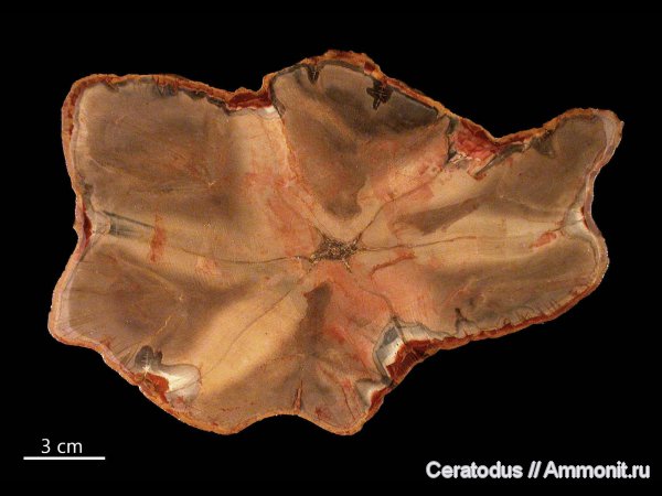 Австралия, Pentoxylon