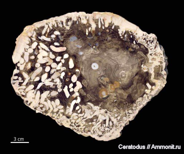 Австралия, моллюски-древоточцы