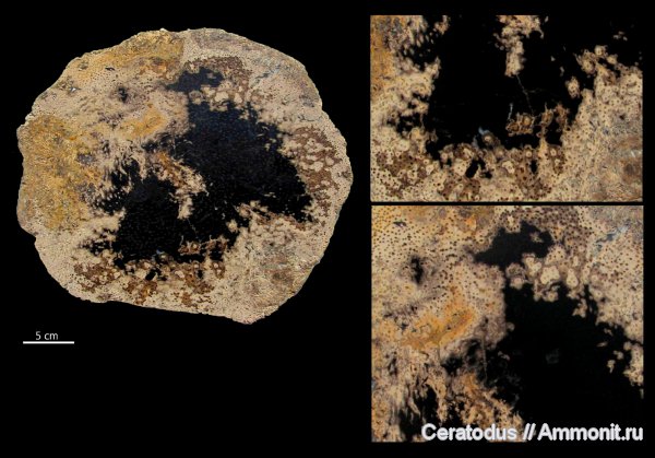 Palmoxylon, Луизиана