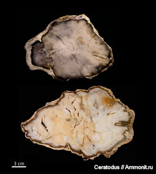 Вашингтон, Taxodium