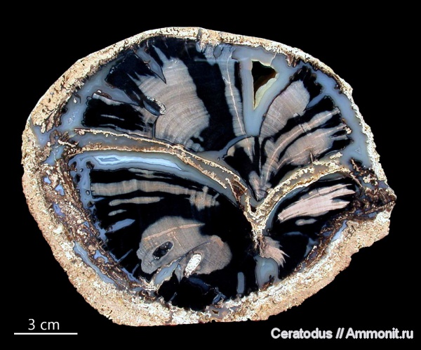 Blue Forest, Вайоминг, Eden Valley, pepperwood