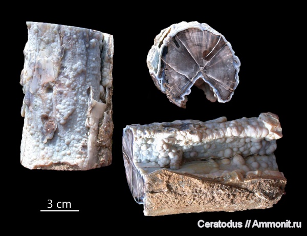 Blue Forest, Вайоминг, Eden Valley, candlewood