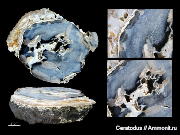 Blue Forest, Вайоминг, Eden Valley, Palmoxylon