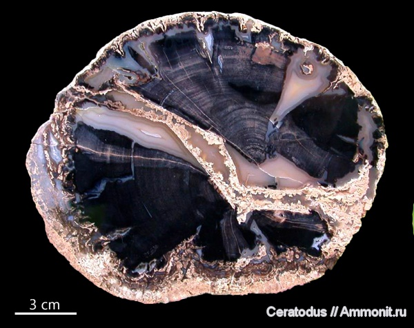 Blue Forest, Вайоминг, Eden Valley, pepperwood