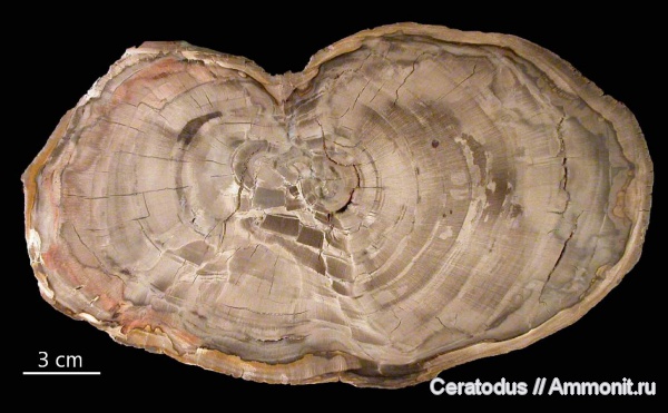 Бразилия, Dadoxylon