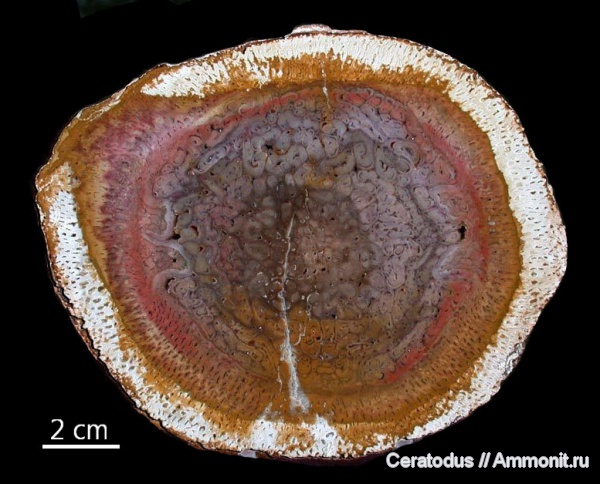 Бразилия, папоротники, Tietea singularis, Tietea