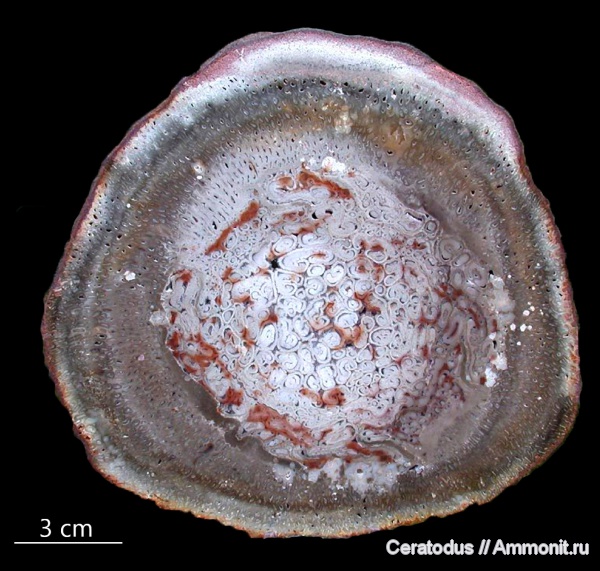 Бразилия, папоротники, Tietea singularis, Tietea