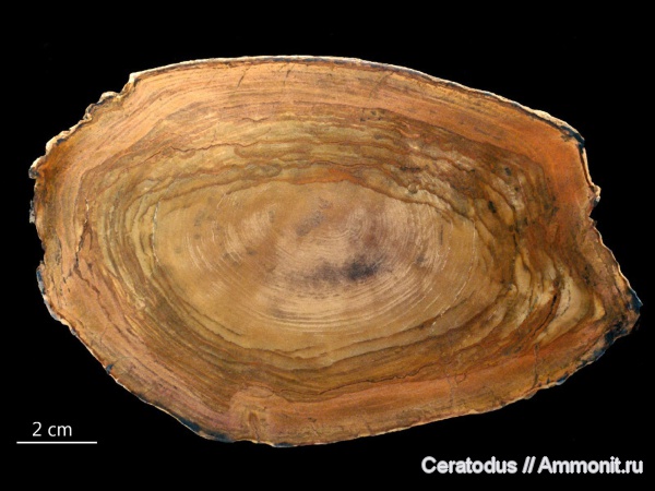 hardwood, Орегон