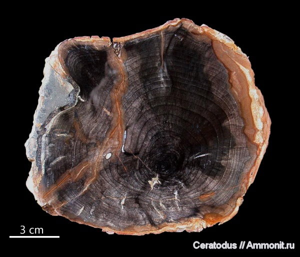 Орегон, Camphorwood, Cinamomom