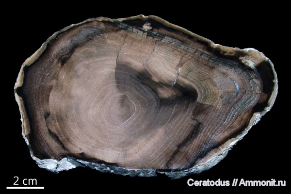 Орегон, McDermitt, Prunus