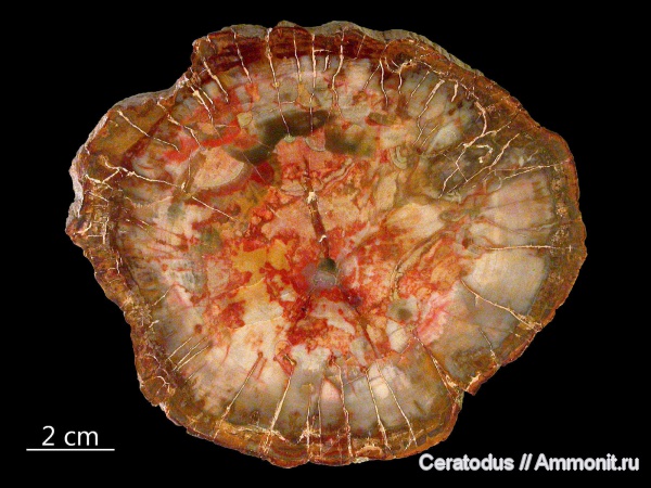 Мадагаскар, Araucarioxylon