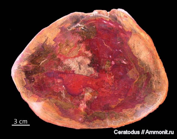 Австралия, кониферофиты