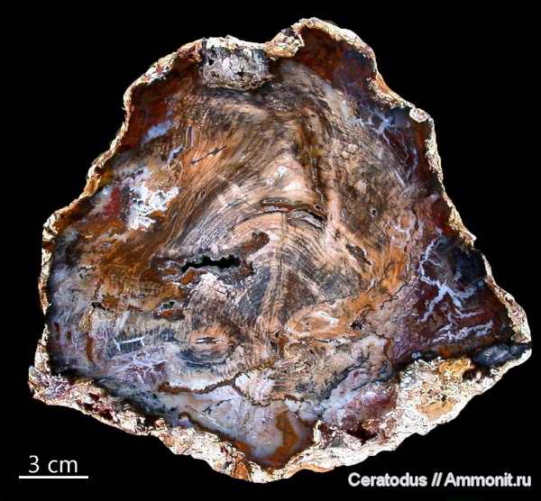 США, Hubbard Basin, Невада, агатизация